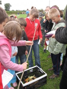 ziemniak 2008 027