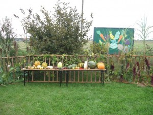 ziemniak 2008 032