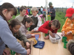 ziemniak 2008 054 